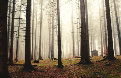 Trees in forest