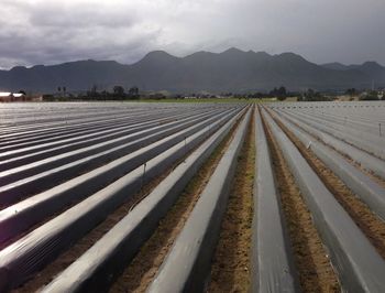 Scenic view of agricultural field against sky