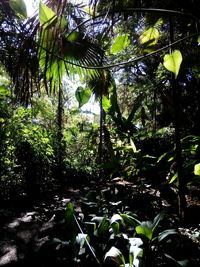 Low angle view of trees in forest