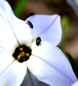 Close-up of white flower