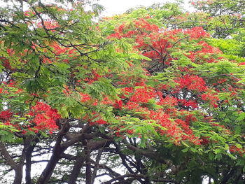 Low angle view of red flowering plant