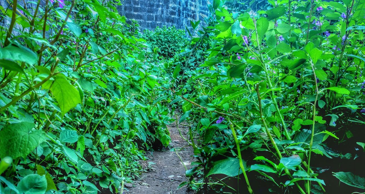 PLANTS GROWING ON FOOTPATH