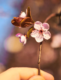 Close-up of hand holding pink flower
