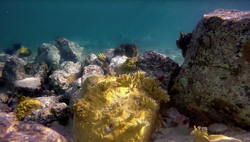 Scenic view of rock formation in sea