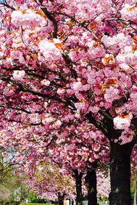 Low angle view of cherry blossoms in spring