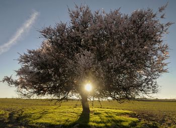 Trees on field against sky