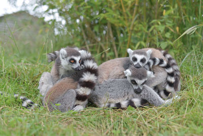 Five young ring tailed lemurs huddle together and rest. one lemur stares with striking orange eyes.