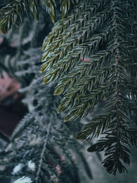 Close-up of christmas tree during winter