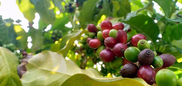 Close-up of berries growing on tree