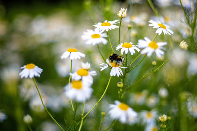 Close-up of bee pollinating on flower