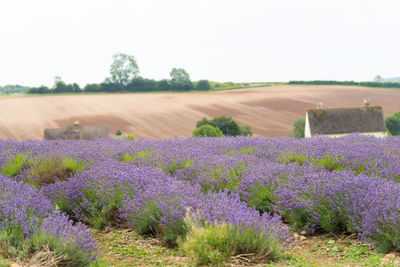 Purple flowering plants on field by land against clear sky