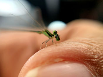 Close-up of insect on hand