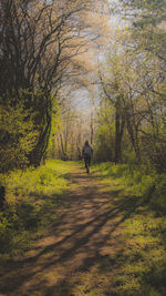 Rear view of man walking in forest