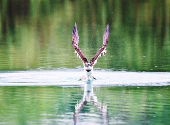 Bird flying over lake