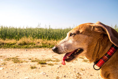 Side view of a dog looking away