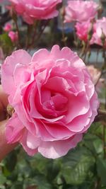 Close-up of pink rose blooming outdoors