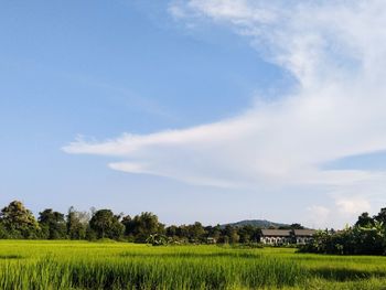 Scenic view of agricultural field against sky