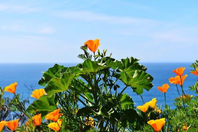 Close-up of flowers in sea