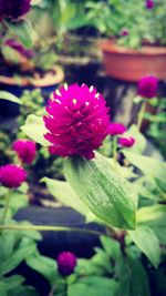 Close-up of pink flower blooming outdoors