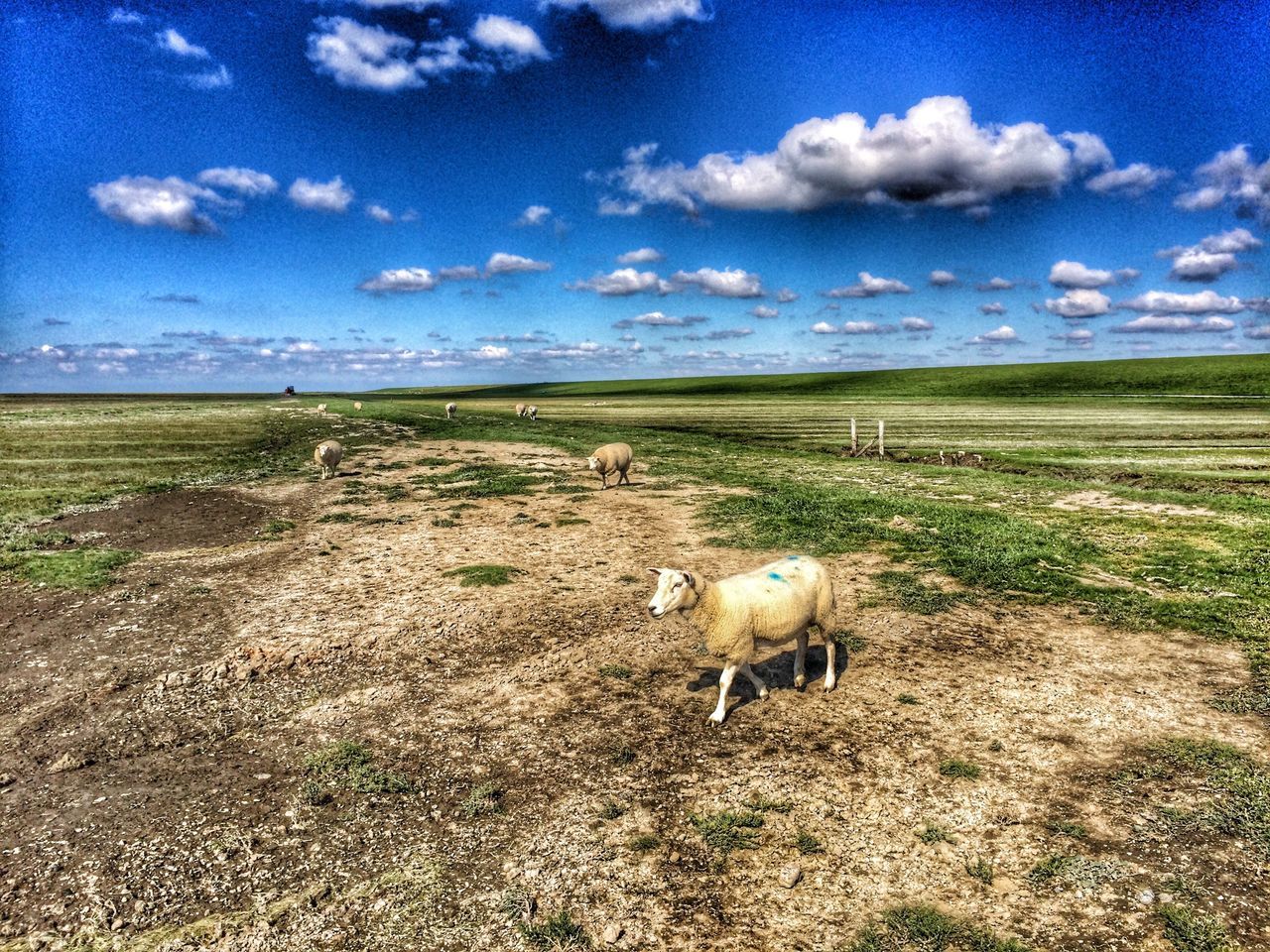 animal themes, mammal, domestic animals, sky, field, landscape, grass, cloud - sky, livestock, nature, tranquility, tranquil scene, grazing, cloud, standing, beauty in nature, horizon over land, scenics, blue, full length