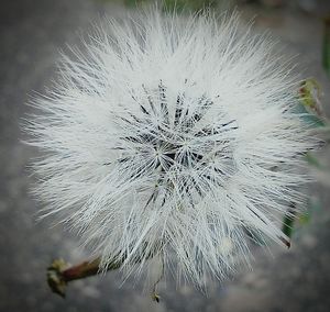 Close-up of flowers