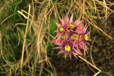 Close-up of flowers blooming outdoors
