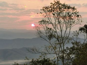 Silhouette tree against sky during sunset