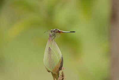 Close-up of insect