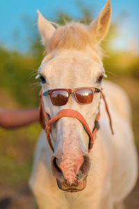 Close-up of a horse