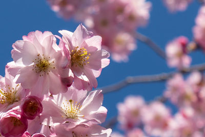 Close-up of pink cherry blossom against blue sky