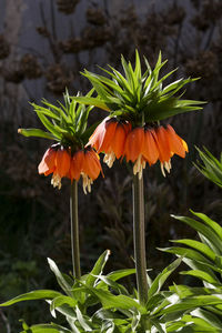 Close-up of orange flowers blooming outdoors