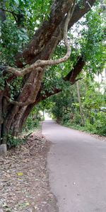 Road amidst trees in forest