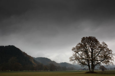 Trees on field against sky