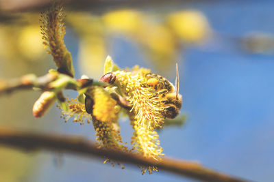 Close-up of insect on yellow flower