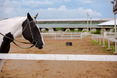 Horse standing in ranch