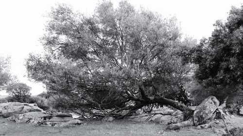 Close-up of horse against sky