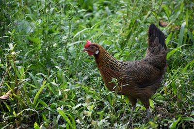 A beautiful leg horn chicken is grazing in field