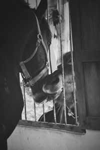 Close-up of horse