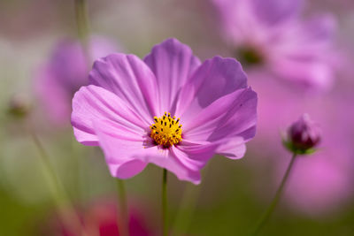 Close-up of pink cosmos flower