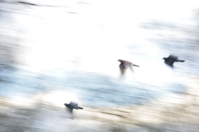 Ducks swimming on beach