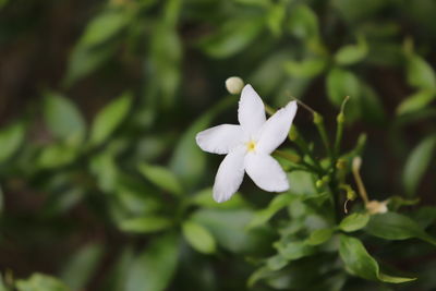 Close-up of white flowers blooming outdoors