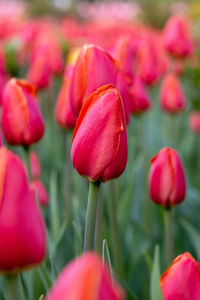 Close-up of red tulip