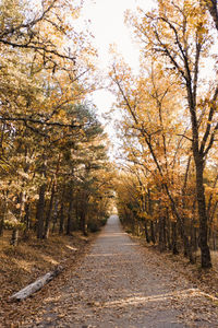 Road amidst trees in forest during autumn