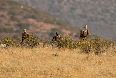 Vultures perching on plants