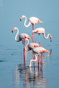 Birds in lake