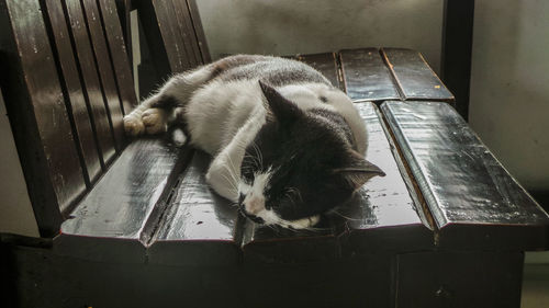 Close-up of a cat sleeping