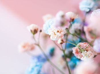 Close-up of pink cherry blossoms