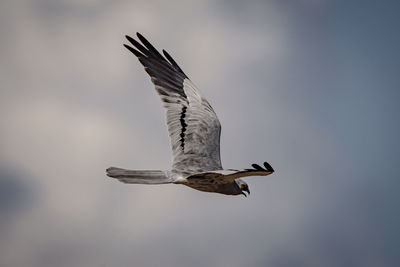 Low angle view of seagull flying