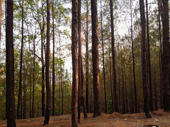 Pine trees in forest