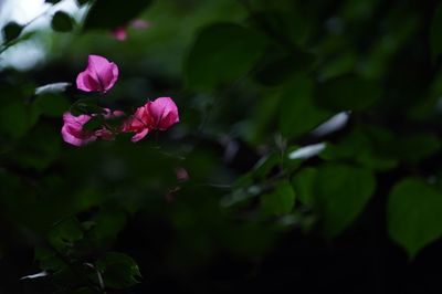 Close-up of pink flowering plant